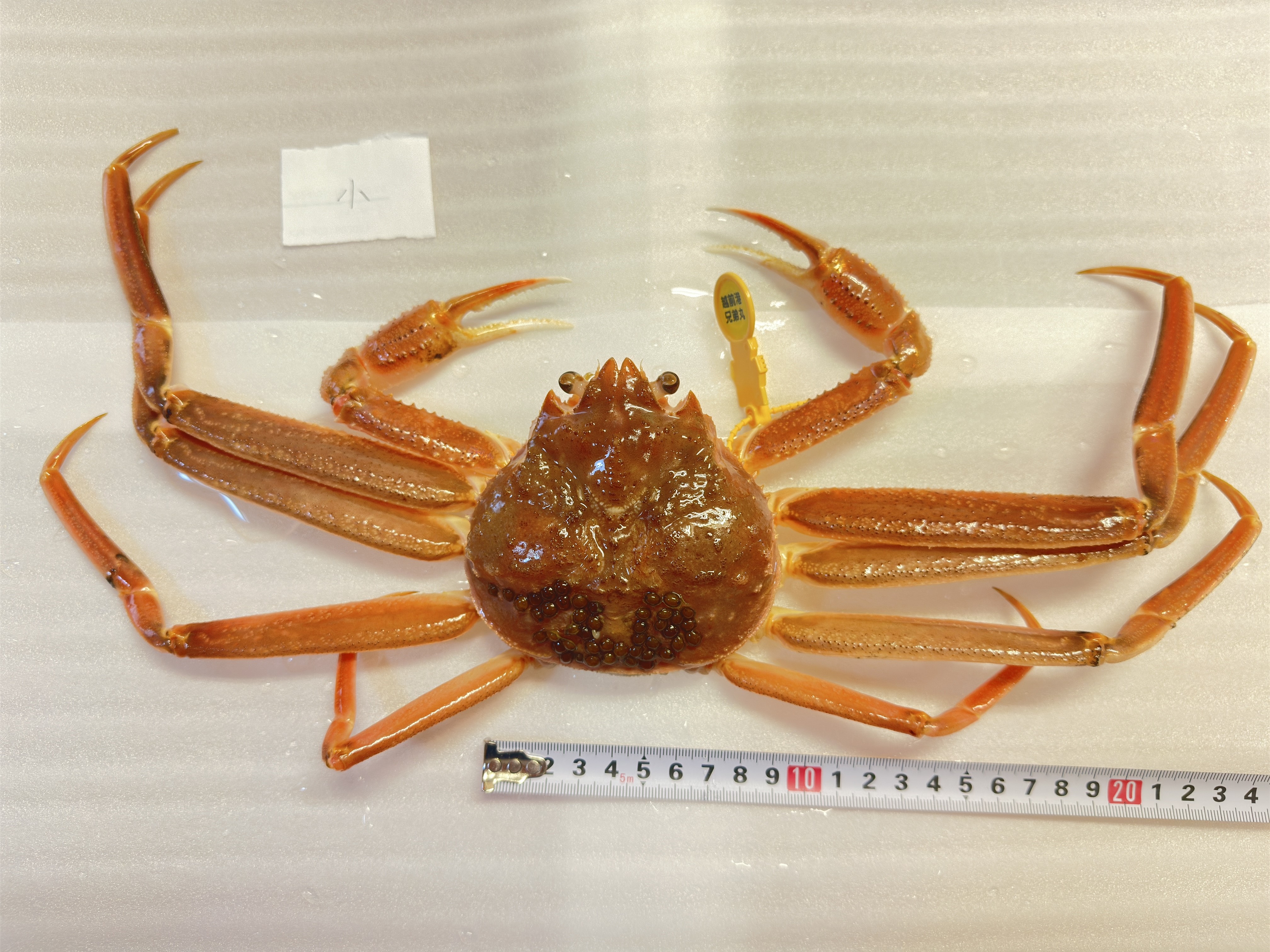 小サイズ 越前ガニ