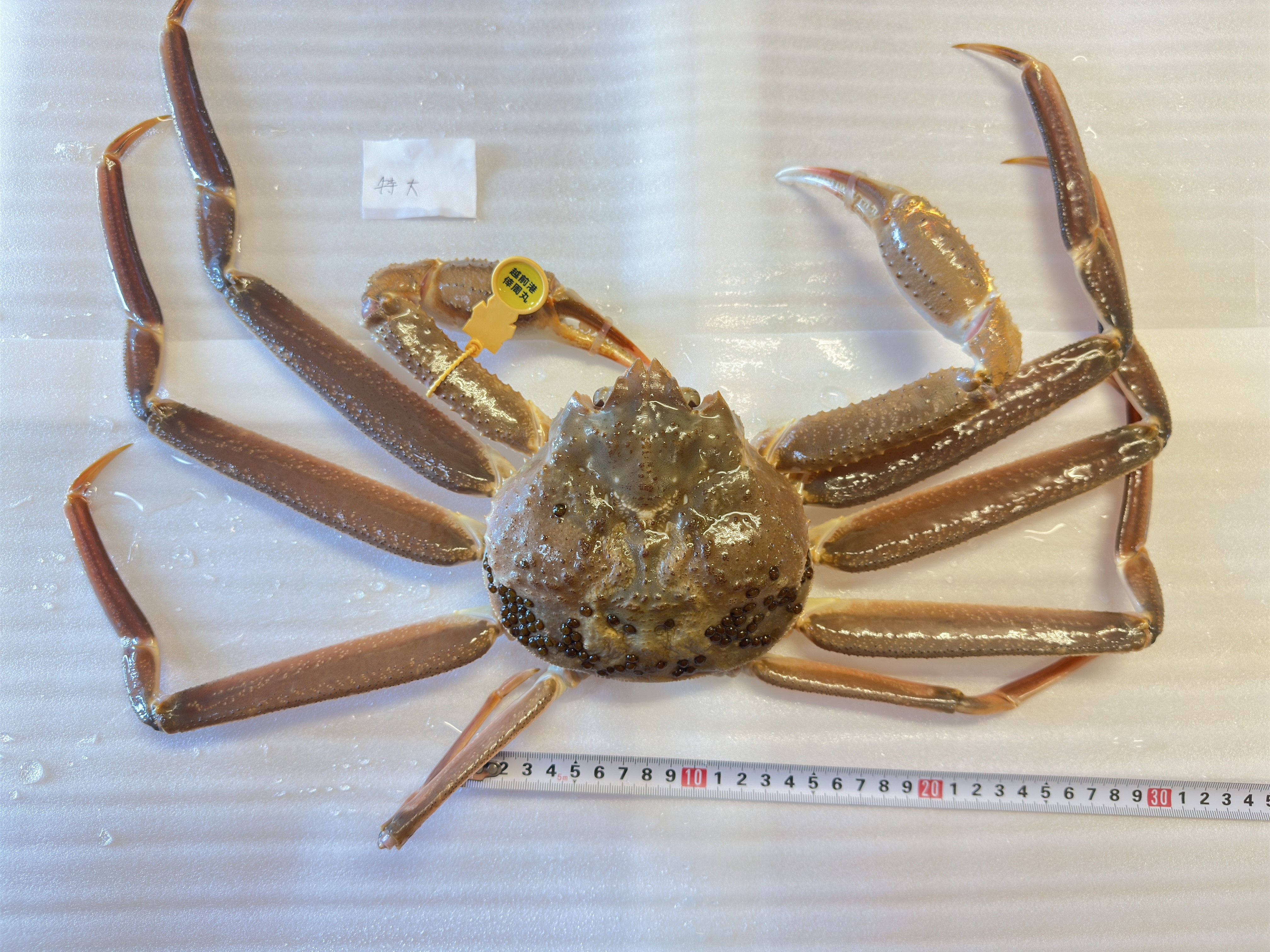 特大サイズ 越前ガニ