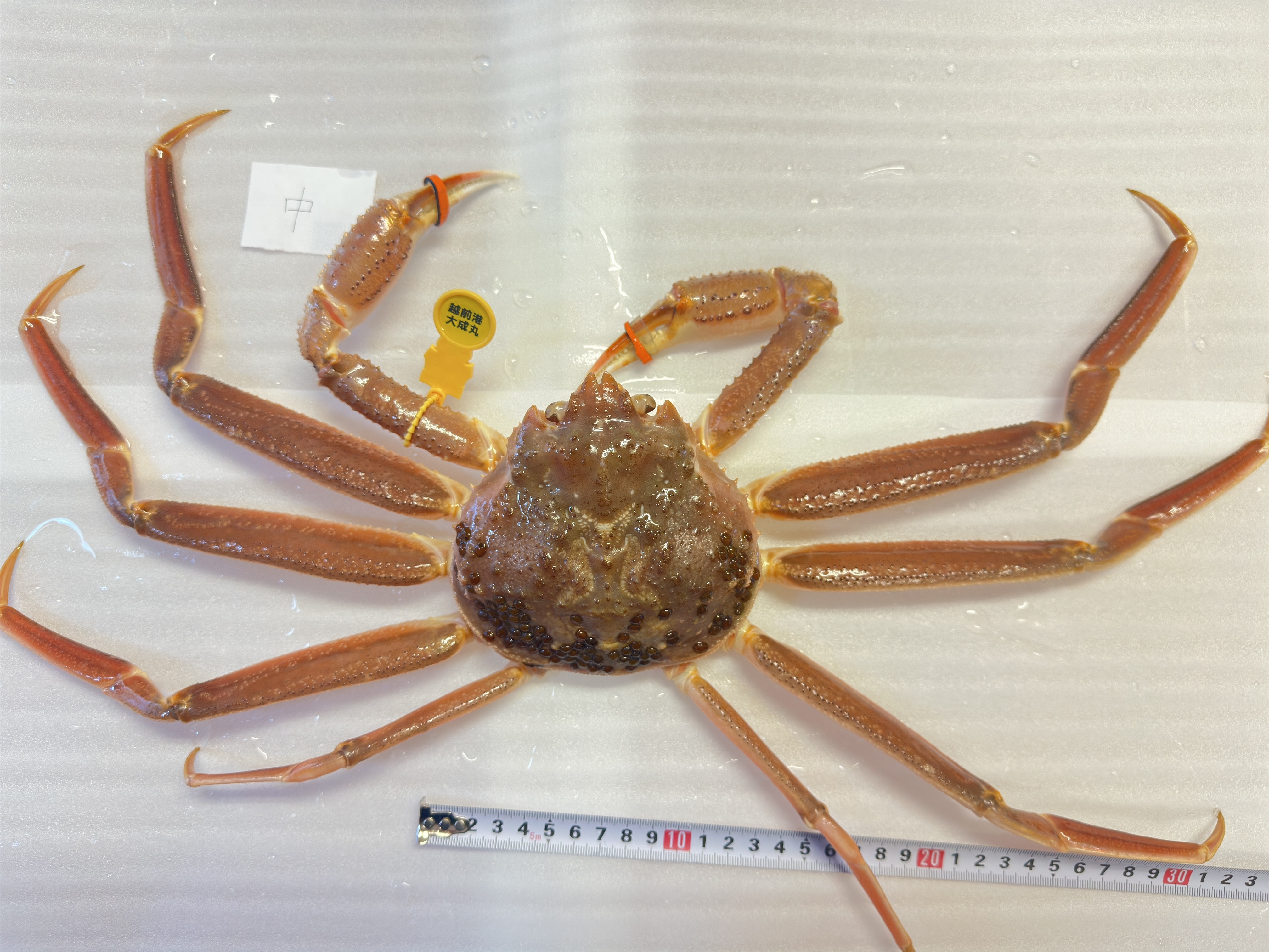 中サイズ 越前ガニ