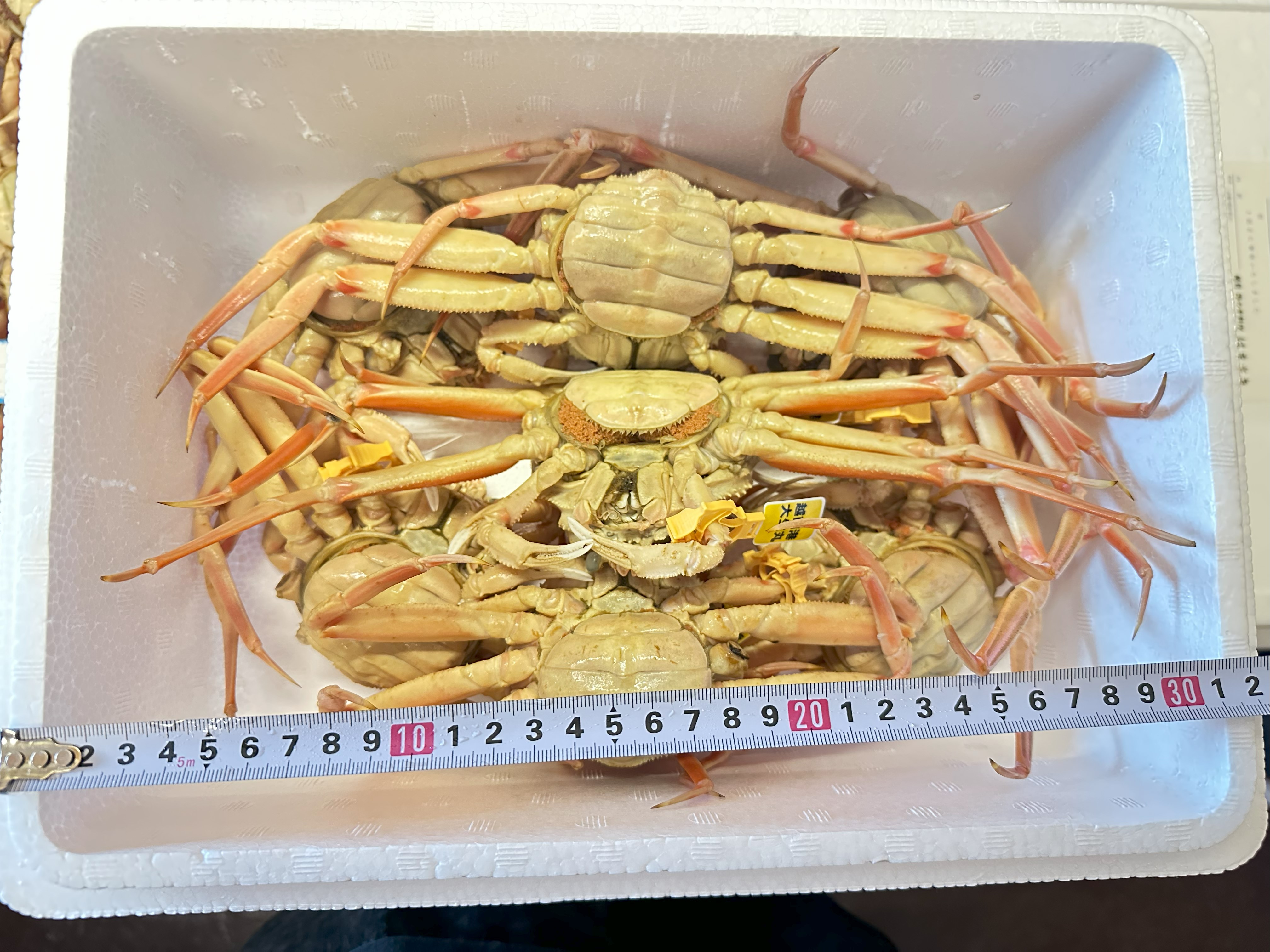 小箱 セイコガニ