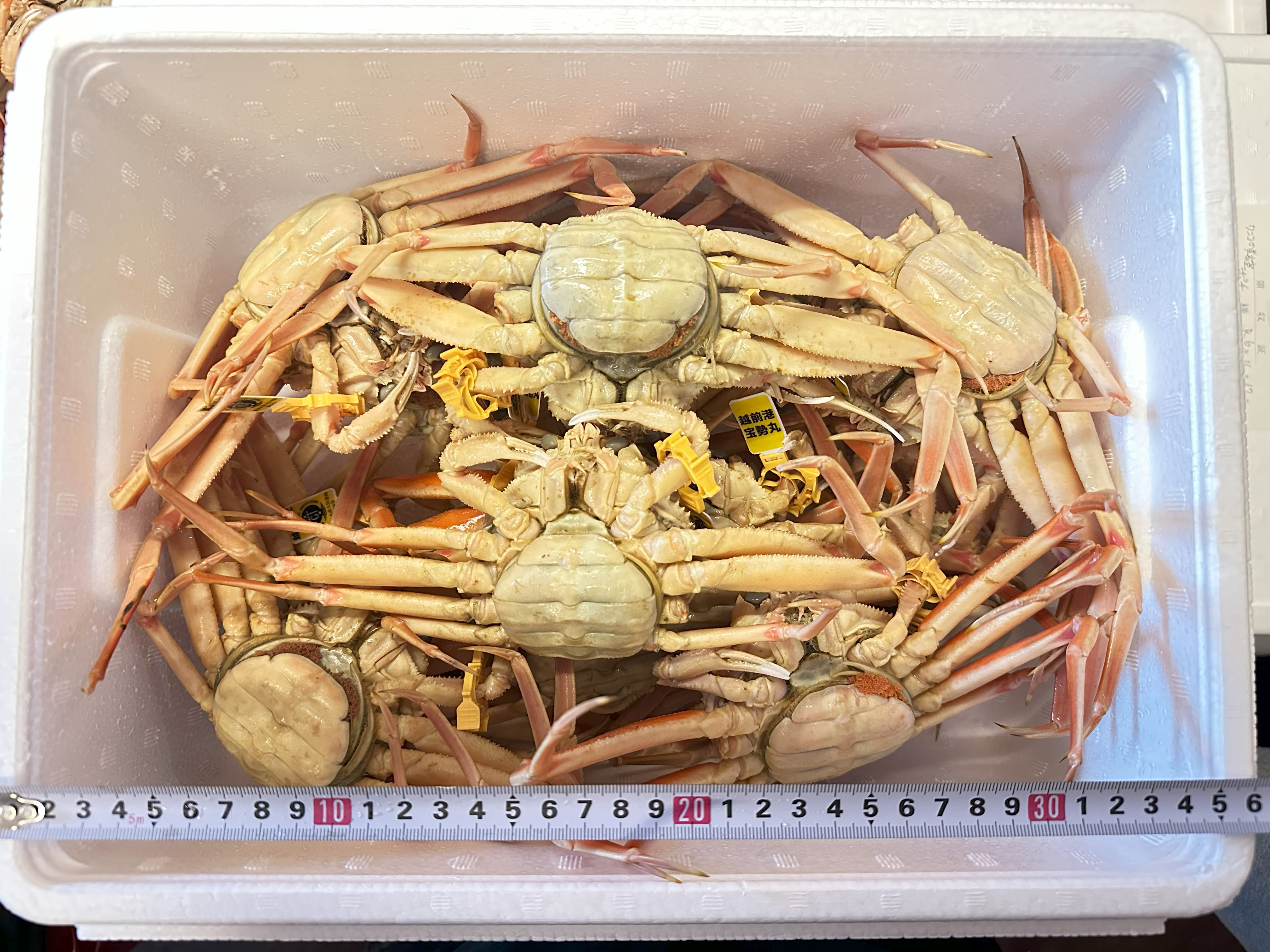 中箱 セイコガニ