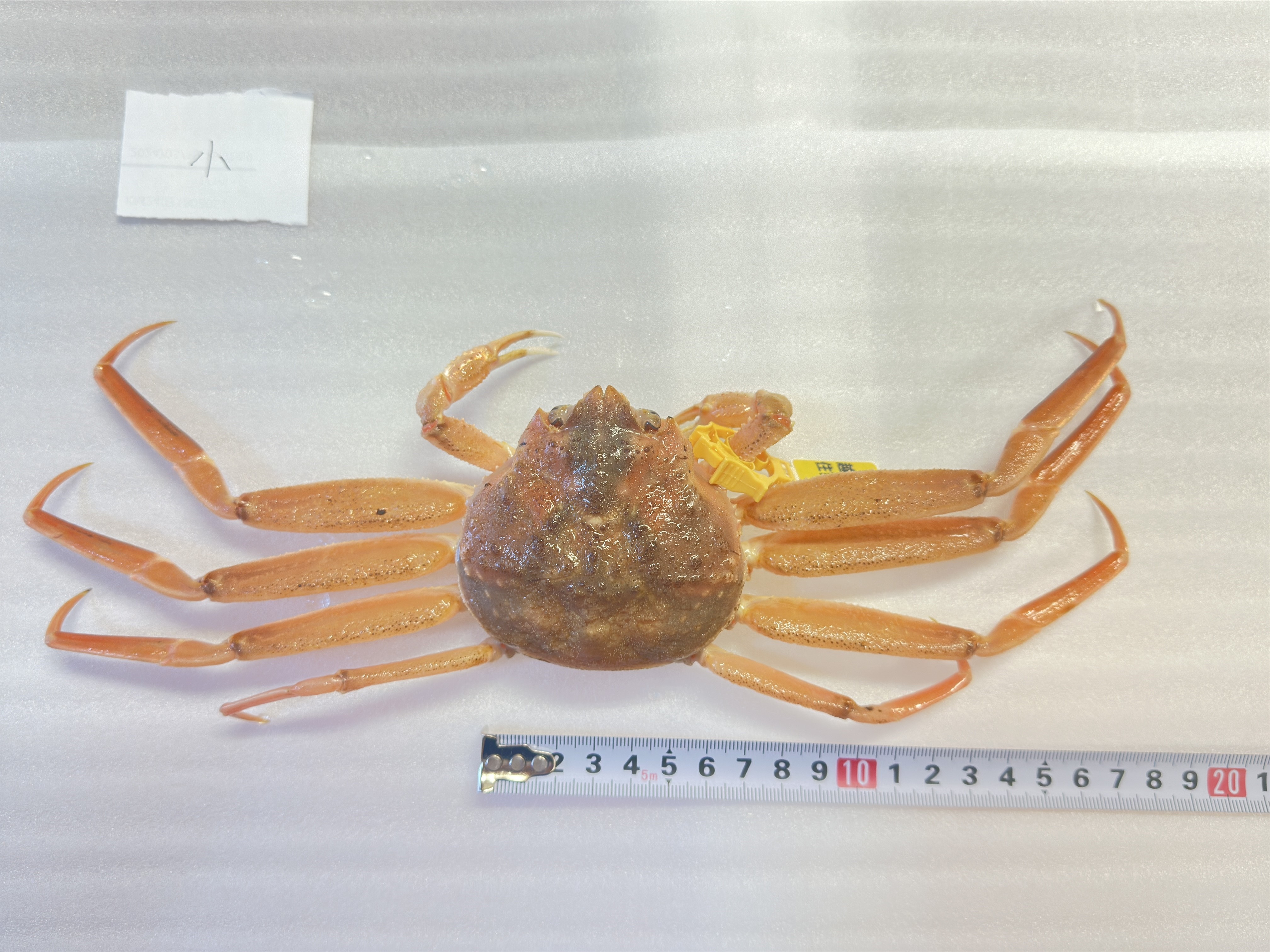 小サイズ セイコガニ