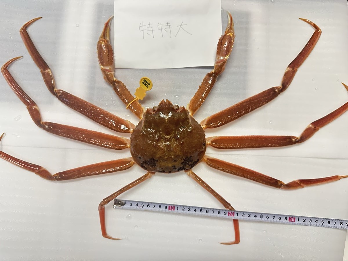特特大 越前ガニ